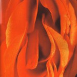 erotic flowers and Nightmare BEAUJOLAIS